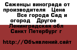 Саженцы винограда от производителя › Цена ­ 800 - Все города Сад и огород » Другое   . Ленинградская обл.,Санкт-Петербург г.